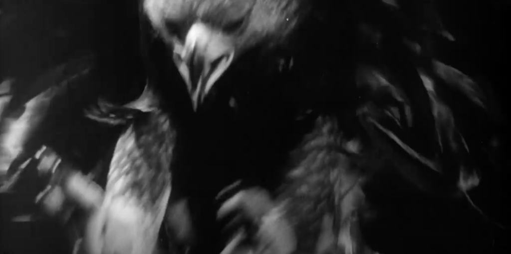 The giant eagle swoops down!