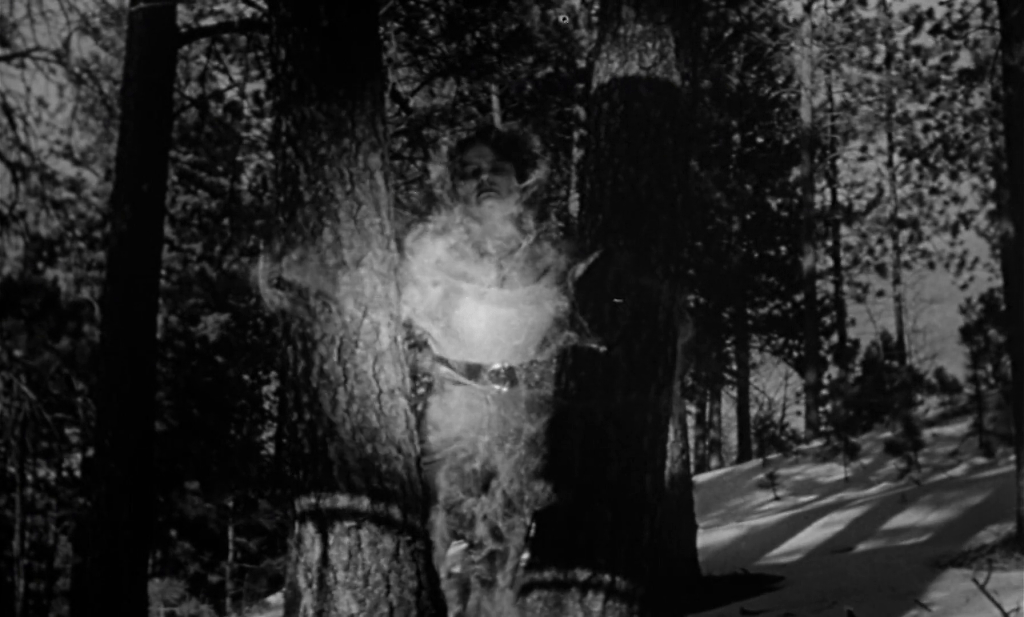 Cocooned amongst the trees...