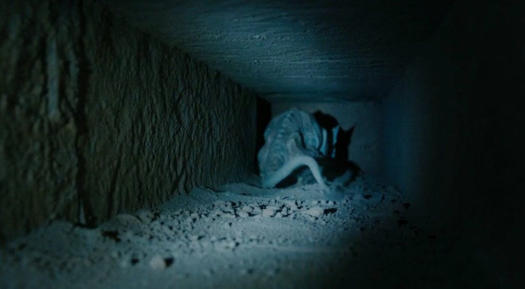 One of the little feline-critters before we get to see its face