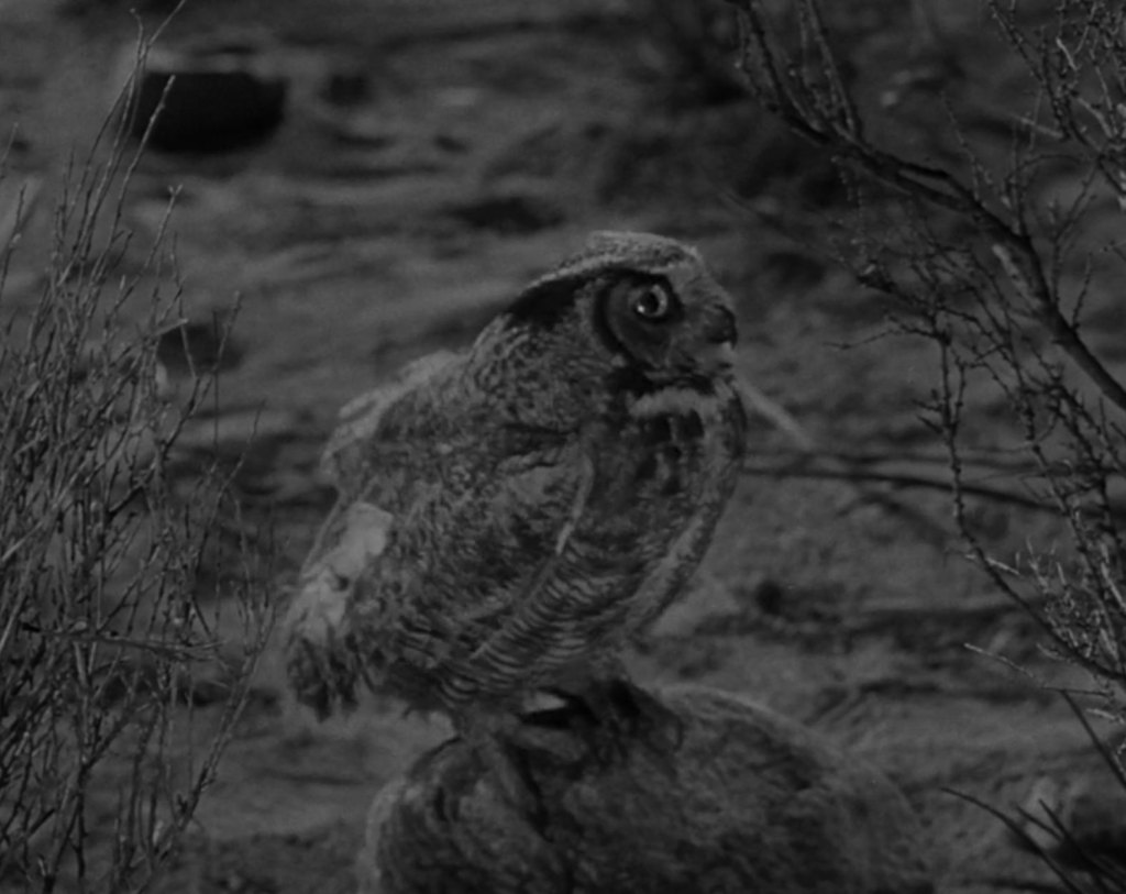 This owl does a great 360° flip when the alien approaches at the start of the movie!