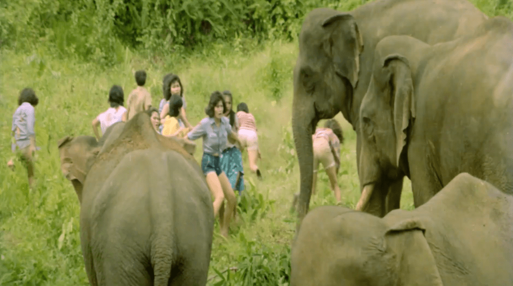 The Killer Elephants