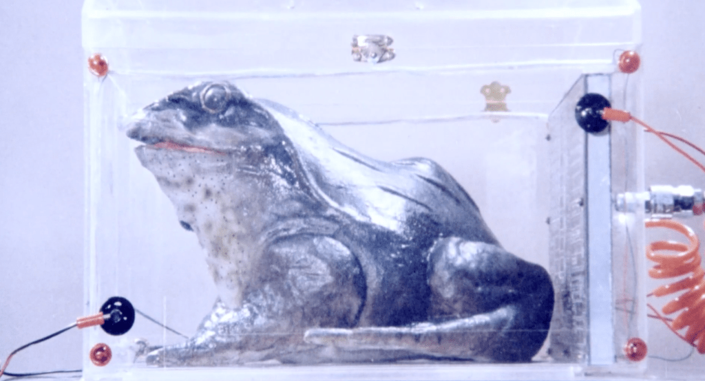 Giant frog experiment from Thunder of Gigantic Serpent