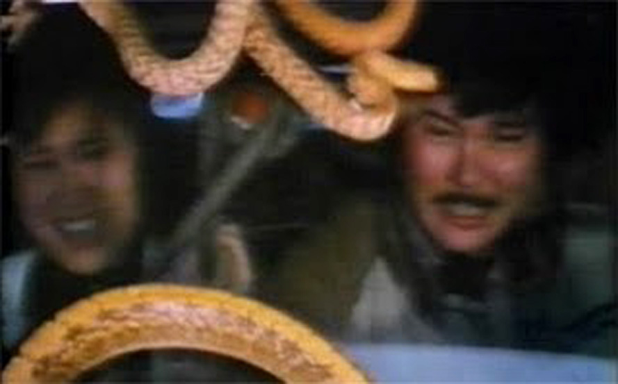 Snakes on the windscreen!