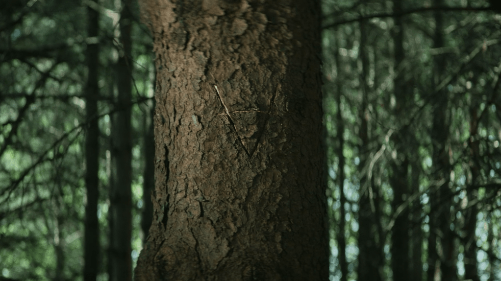 The symbol on the tree...