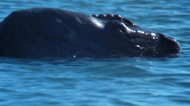 The full-scale plesiosaur head used in the movie