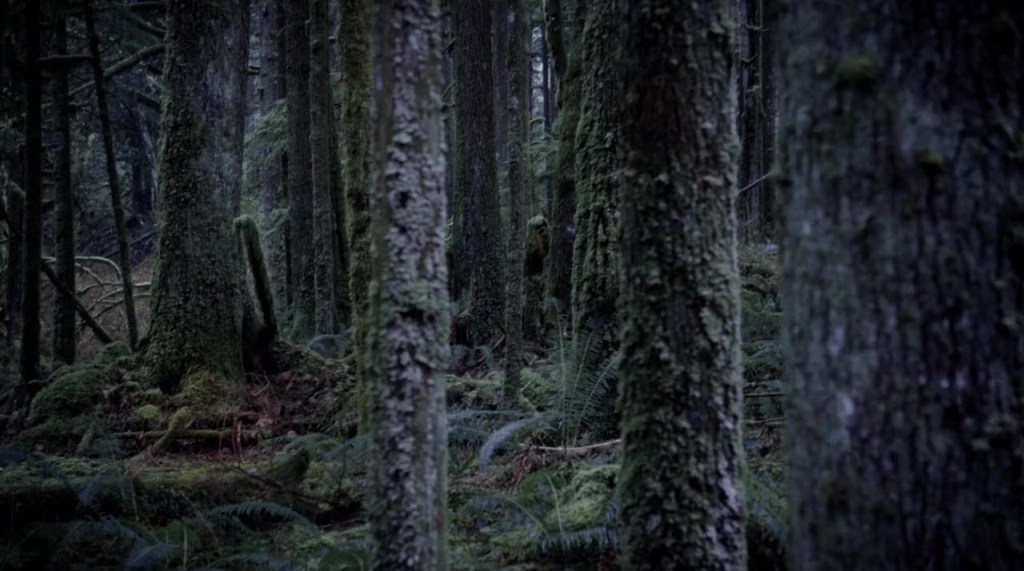 The forest location looks really rather good in the film too