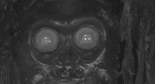 Look at its yucky mouthparts!