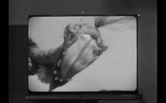 This scene, where a photo of the beaky beast is shown on a screen made me laugh out loud!