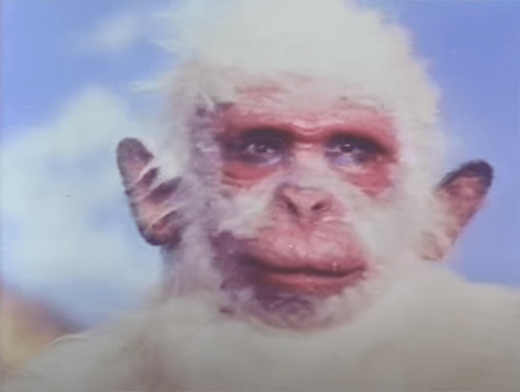 ...confronts a giant, white ape...