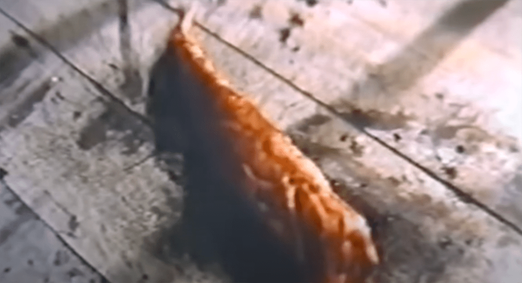 The lil' monster's tail is cut off