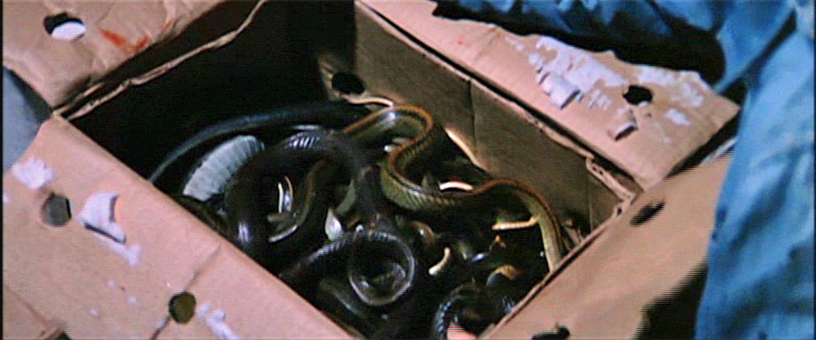 A box full of slithering snakes