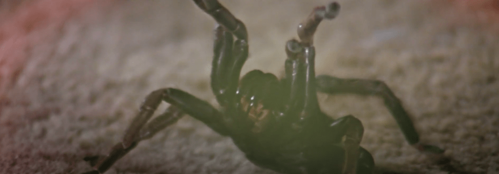 The tarantula within the lantern is normal-sized