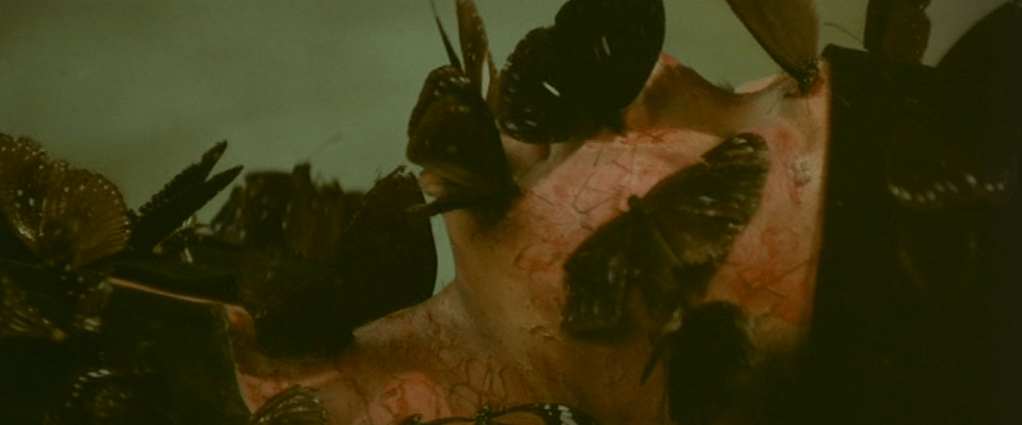 Butterflies on a corpse