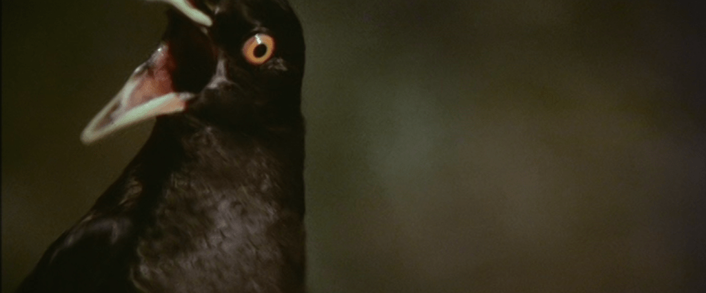 Be careful... this bird can blow up!