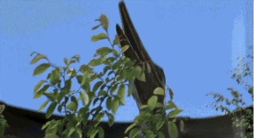 Low-flying pterosaur!