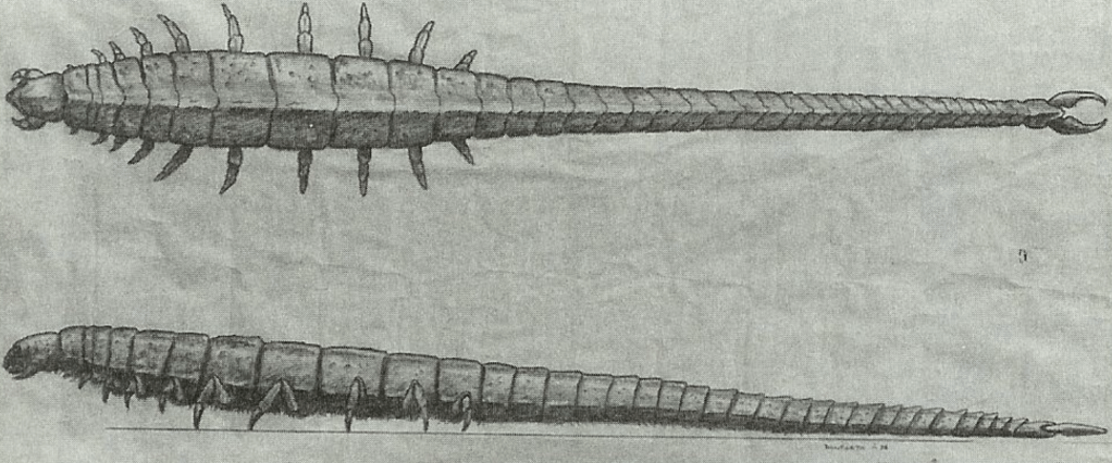 Top and side view concepts for the centipede creature