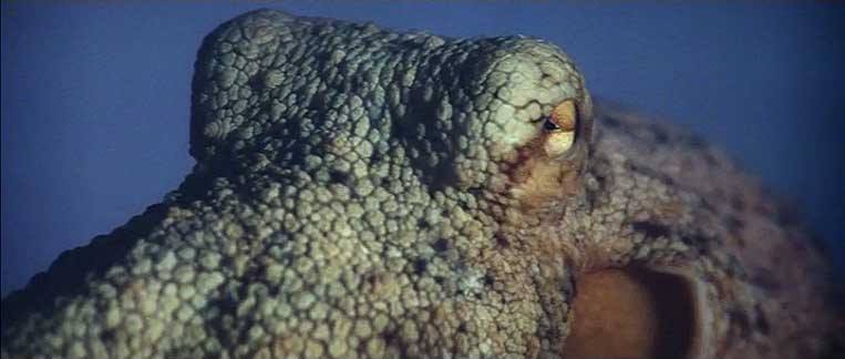 A real octopus used in the film