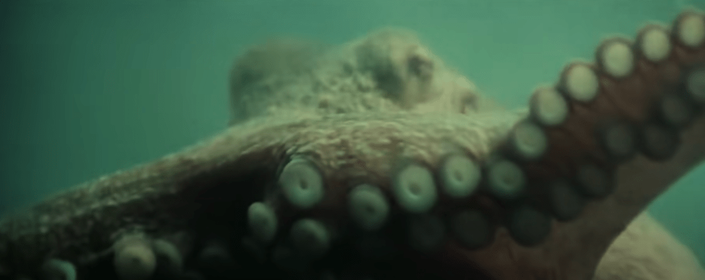 The octopus sneaks up on a victim...