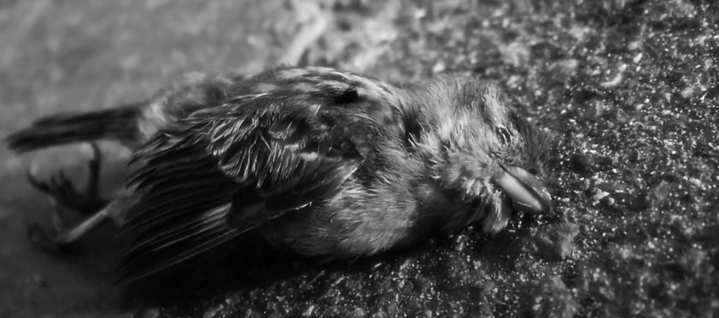 A dead bird