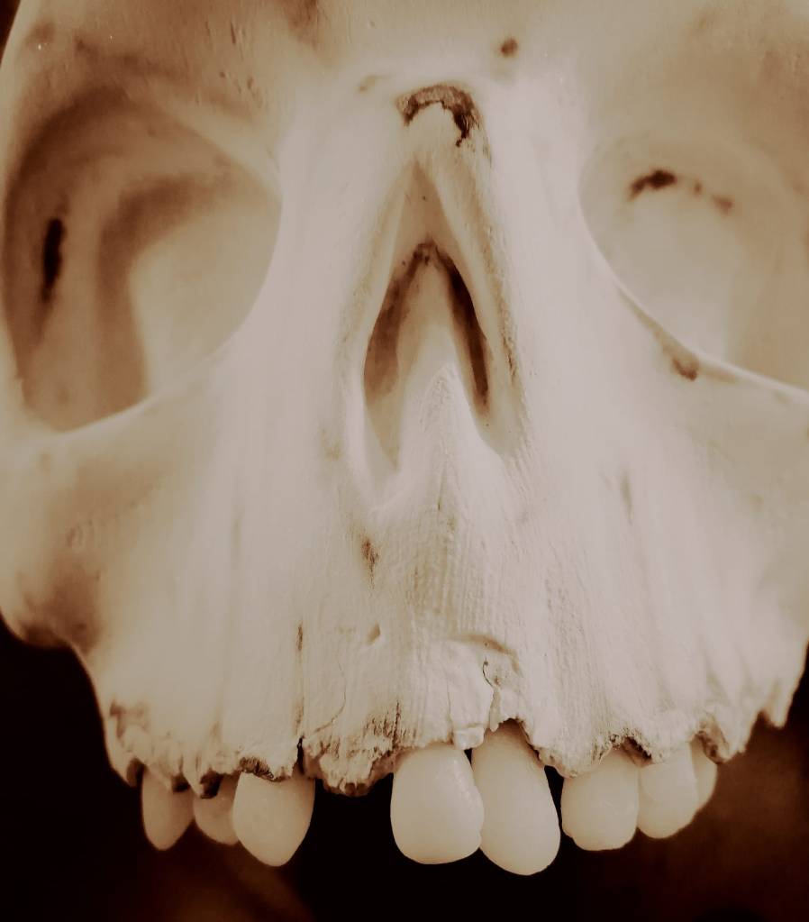 Carte Lana wool paper can be made to look very skull-like. Note that these teeth haven't been given aged detailing yet