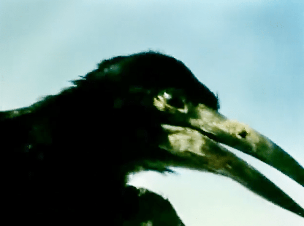 This stop-motion crow ain't nice!