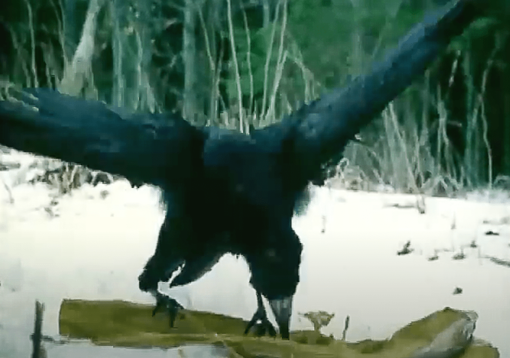 The crow attacks the lady-stick!