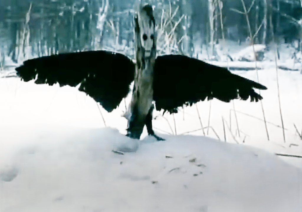 The crow-stump of doom!