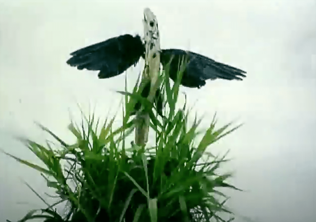 The crow-stick is engulfed by a 'bonfire' of fresh grass