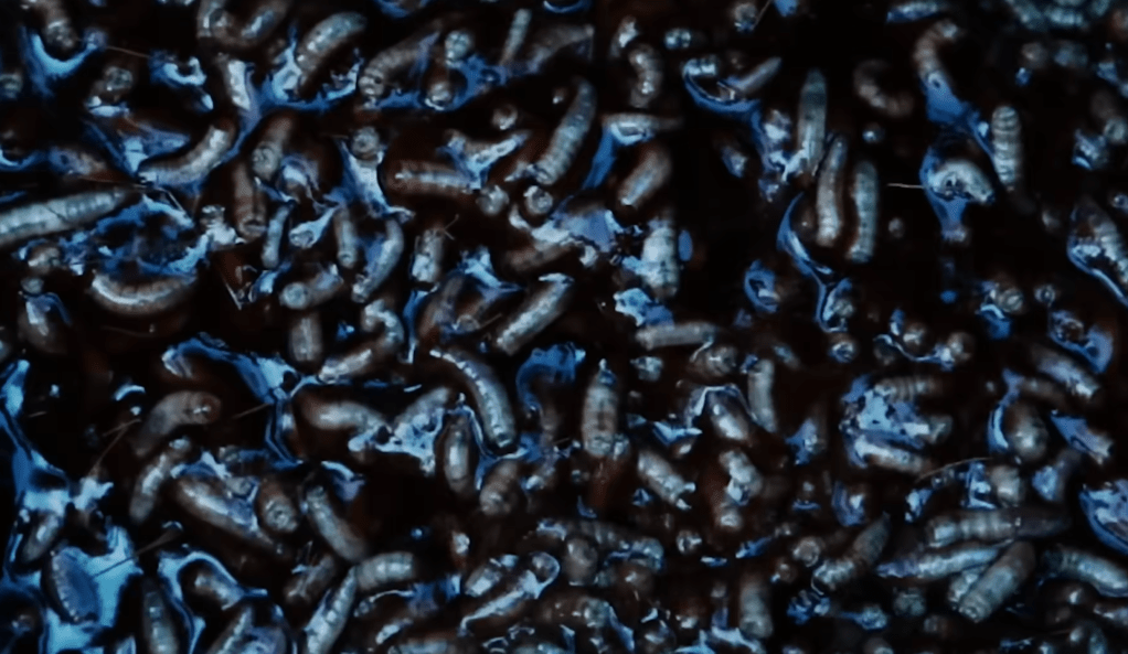 The film features shots of flies and maggots...