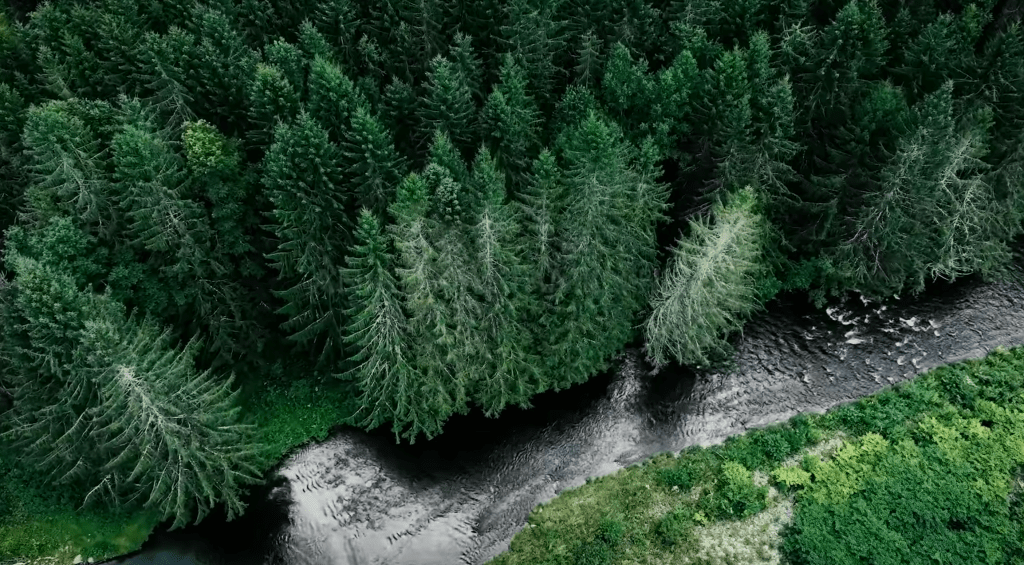 A forest shot from the movie