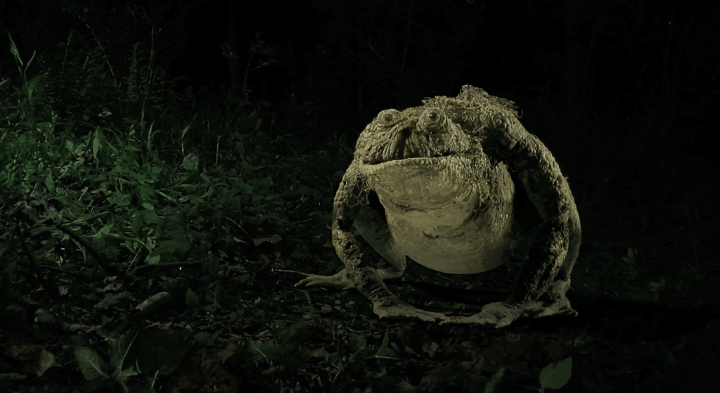 A mutant frog!